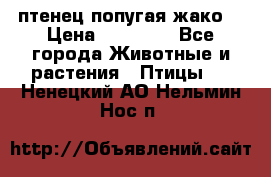 птенец попугая жако  › Цена ­ 60 000 - Все города Животные и растения » Птицы   . Ненецкий АО,Нельмин Нос п.